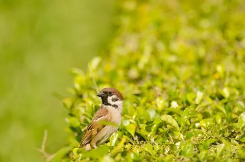 Eurasian tree sparrow. Stock Photos