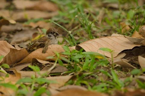 Eurasian tree sparrow. Stock Photos