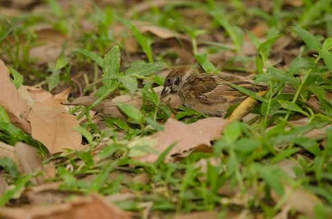 Eurasian tree sparrow. Stock Photos
