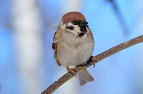 Eurasian tree sparrow sits on a thin branch very close. Stock Photos