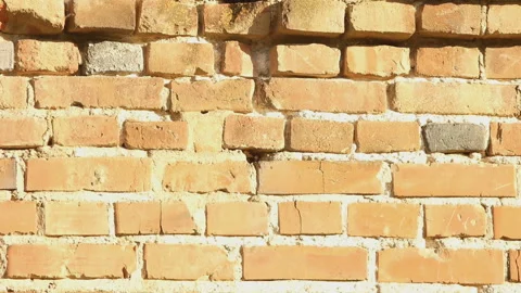 Eurasian tree sparrow takes droppings out of a nest in a brick wall. Stock Footage 148026043