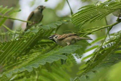 Eurasian Tree Sparrow is on the tree Stock Photos