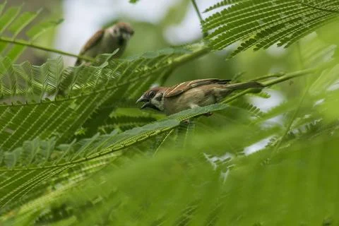 Eurasian Tree Sparrow is on the tree Stock Photos