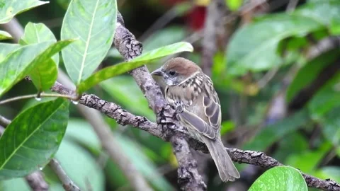 Eurasian Tree Sparrow on a twig Vídeos de archivo 221464409