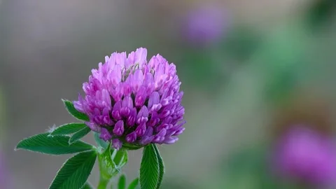 Eurasian Tree Sparrows and Red Clover at a Small Public Square in Japan,.02, 4K Vidéo 341336445