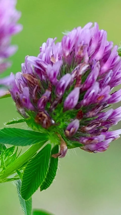 Eurasian Tree Sparrows and Red Clover at a Small Public Square in Japan, 01 Stock Footage 341336459
