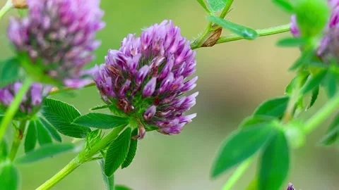 Eurasian Tree Sparrows and Red Clover at a Small Public Square in Japan, 01,4K Stock Footage 341336460
