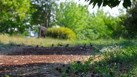 Eurasian Tree Sparrows and Red Clover at a Small Public Square in Japan, 4K Stock Footage 341336473
