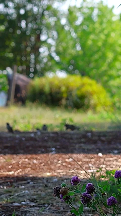 Eurasian Tree Sparrows and Red Clover at a Small Public Square in Japan,Vertical 库存影片 341336524