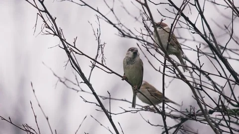 Eurasian tree sparrows are sitting on the sticks 스톡 동영상 83871465