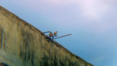 Eurasian Tree Sparrows with a backdrop of white clouds and a blue sky. Stock Photos