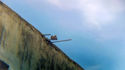Eurasian Tree Sparrows with a backdrop of white clouds and a blue sky. Stock Photos