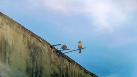 Eurasian Tree Sparrows with a backdrop of white clouds and a blue sky. Foto stock