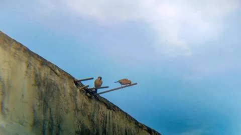 Eurasian Tree Sparrows with a backdrop of white clouds and a blue sky. Stock Photos