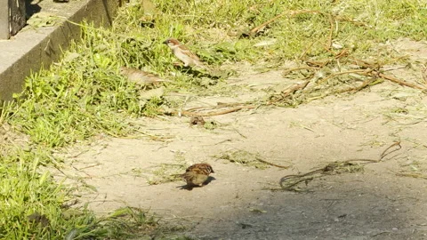 Eurasian Tree Sparrows Forage on the Ground in a Sunny Park Stock Footage 336877306