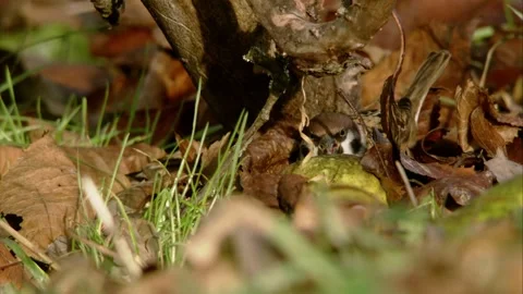 Eurasian Tree Sparrows foraging Among Autumn Leaves and Fallen Fruit Stock Footage 314053630