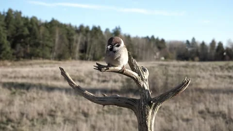 Eurasian tree sparrows gather on a branch to rest and chew their food. Video stock 172263276