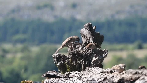 Eurasian tree sparrows (Passer Montanus) eating seeds in natute. Stock Footage 93360528