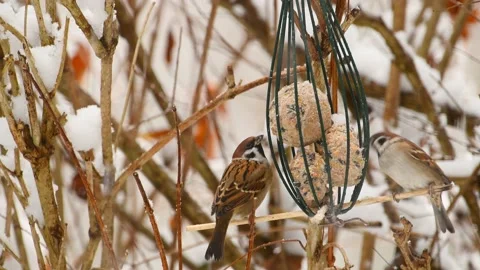 Eurasian tree sparrows (Passer montanus) feeding on a dumpling in a bird feeder Stock Footage 144189440