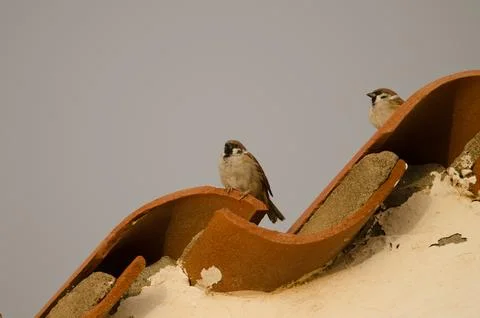 Eurasian tree sparrows. Stock Photos