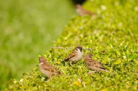 Eurasian tree sparrows. Foto stock