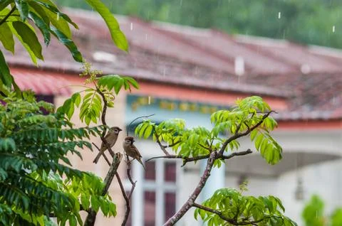 Eurasian Tree Sparrows in the Rain Stock Photos