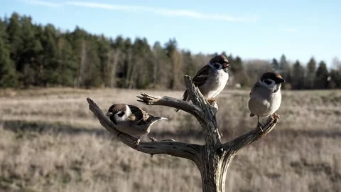 Eurasian tree sparrows sit on a branch then two of them fly away in slow motion. Video stock 172263363