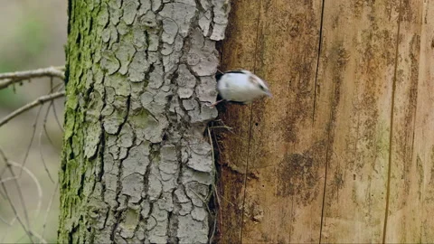Eurasian treecreeper (Certhia familiaris) creeping on tree bark Stock Footage