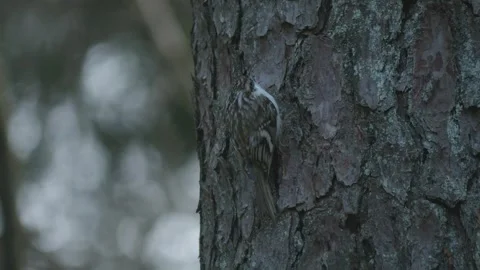 Eurasian Treecreeper Climbing Up Pine Tree Trunk, Windy Day, Close Up Stock Footage 274480398