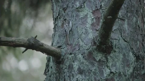 Eurasian Treecreeper Climbing Tree Trunk: Tracking Shot 動画素材 274448789