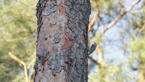 Eurasian treecreeper feeding Stock Footage 150356719