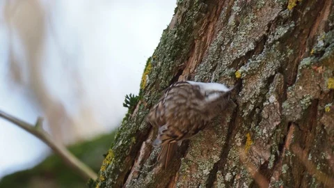 Eurasian treecreeper Stock Footage 122257870
