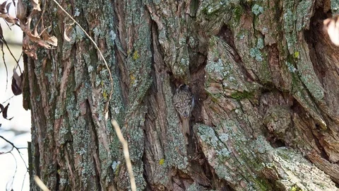 Eurasian treecreeper Stock Footage 122501752