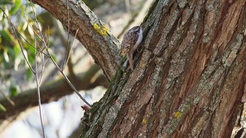 Eurasian treecreeper Stock Footage 122501807