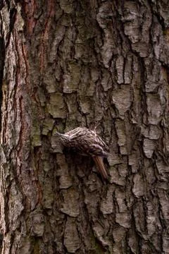 Eurasian treecreeper or common treecreeper sitting on tree Stock-Fotos