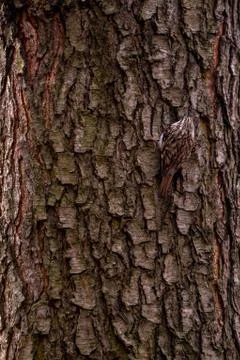 Eurasian treecreeper or common treecreeper sitting on tree Stock Photos