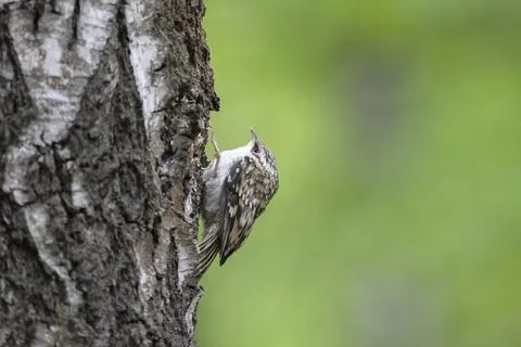 Eurasian treecreeper perched on a tree trunk Stock-Fotos