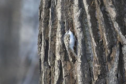 Eurasian treecreeper perched on a tree trunk Fotos Stock