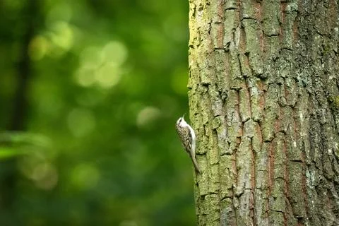 The Eurasian Treecreeper sits on a tree trunk Stock Photos