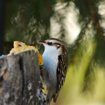 Eurasian treecreeper on stump Stock Photos