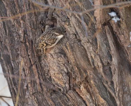 A Eurasian treecreeper at a tree in Jena at winter Stock Photos