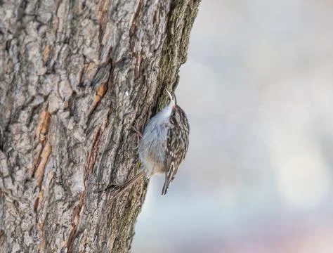 A Eurasian treecreeper at a tree in Jena at winter Stock Photos
