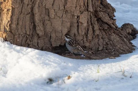 A Eurasian treecreeper at a tree in Jena at winter Stock Photos