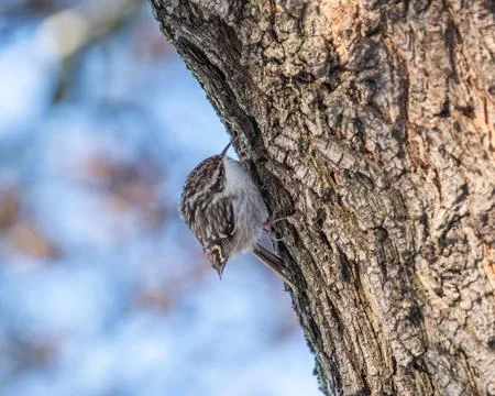 A Eurasian treecreeper at a tree in Jena at winter Stock Photos