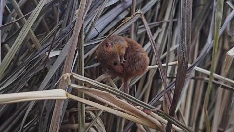 Eurasian weed mouse cleaning Stock Footage 273214054