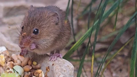 Eurasian weed mouse Stock Footage 269888010