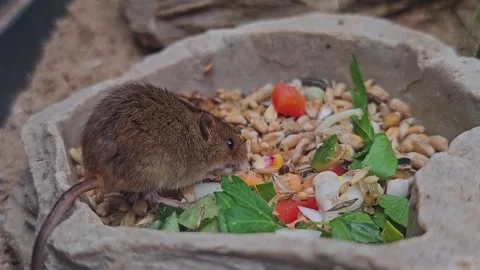 Eurasian weed mouse Stock Footage 273213488