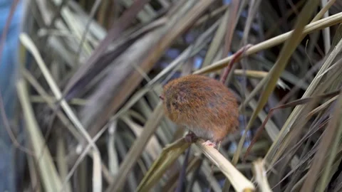 Eurasian weed mouse  Stock Footage 275549636