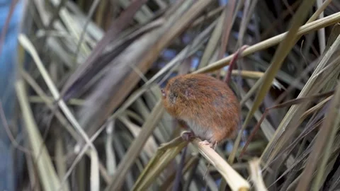 An Eurasian weed mouse Stock Footage 277083282