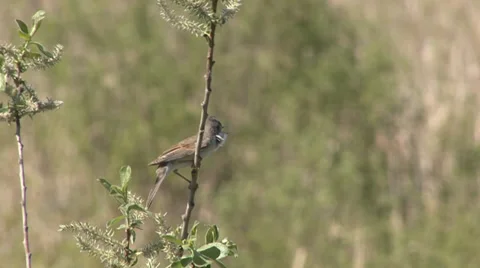 Eurasian whitethroat Stock Footage 27425913